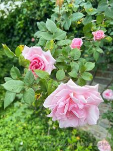 Belle Delphine Geheime Orte Onlyfans Set Durchgesickert - Influencer Gonewild